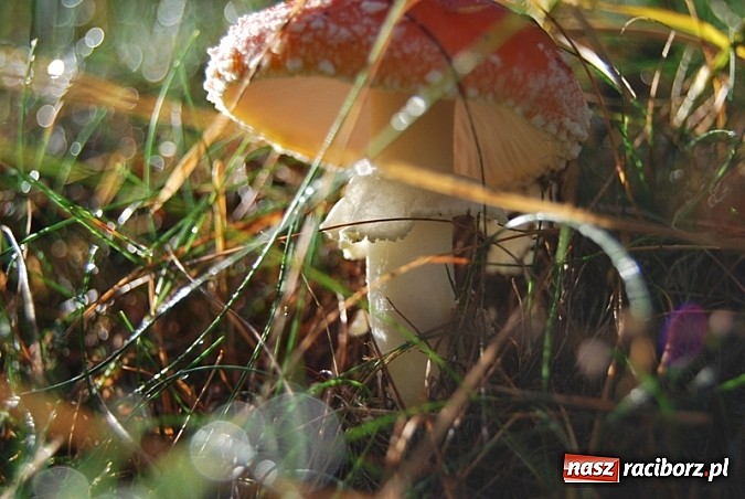 Zdjęcie w galerii na portalu naszraciborz.pl: Raport dla grzybiarzy z raciborskich lasów. Co po deszczu i chłodnych nocach? wiadomości z regionu