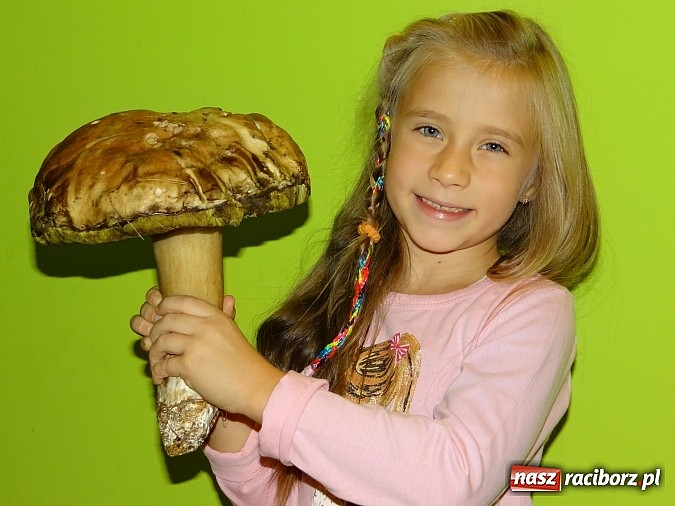 Zdjęcie w galerii na portalu naszraciborz.pl: Prawdziwek gigant z Jankowic wiadomości z regionu