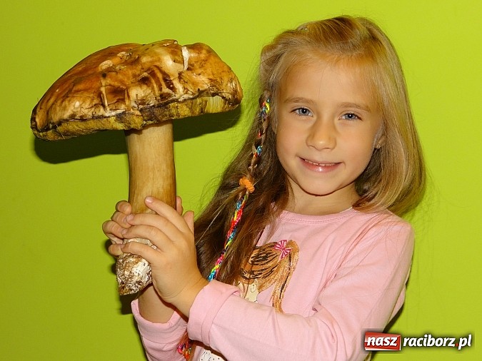 Zdjęcie w galerii na portalu naszraciborz.pl: Prawdziwek gigant z Jankowic wiadomości z regionu