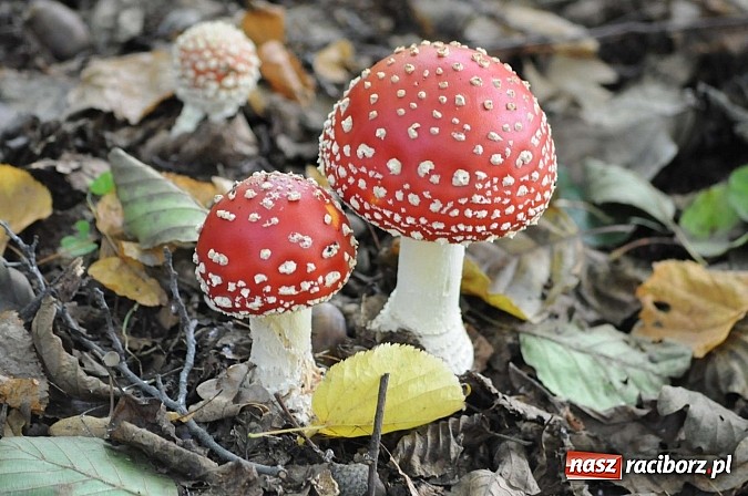 Zdjęcie w galerii na portalu naszraciborz.pl: W cztery godziny przeszli Szlakiem Husarii i Sobieskiego z Raciborza do Rud wiadomości z regionu