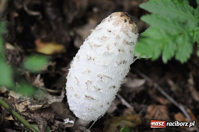 Zdjęcie w galerii na portalu naszraciborz.pl: W cztery godziny przeszli Szlakiem Husarii i Sobieskiego z Raciborza do Rud wiadomości z regionu