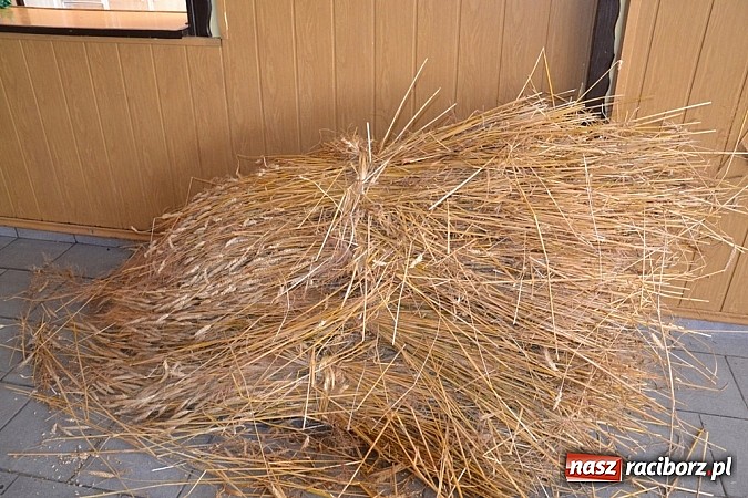 Zdjęcie w galerii na portalu naszraciborz.pl: Tak powstają dożynkowe dzieła sztuki! wiadomości z regionu