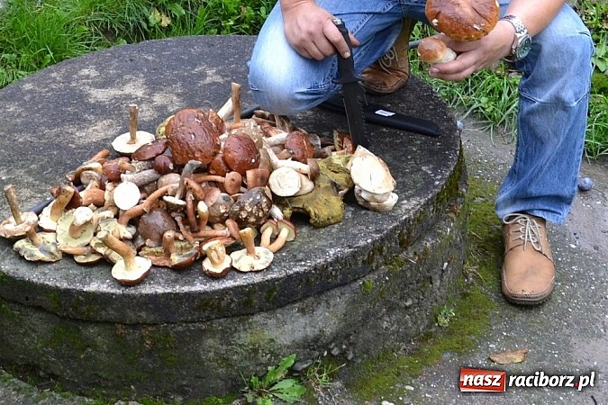 Zdjęcie w galerii na portalu naszraciborz.pl: A grzyby rosną nadal! Raport z lasu cz. III wiadomości z regionu