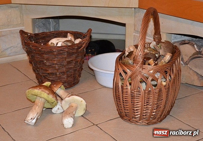 Zdjęcie w galerii na portalu naszraciborz.pl: A grzyby rosną nadal! Raport z lasu cz. III wiadomości z regionu