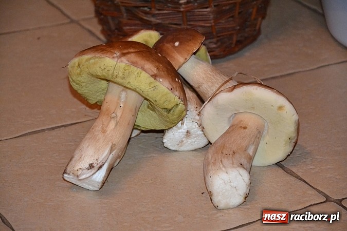 Zdjęcie w galerii na portalu naszraciborz.pl: A grzyby rosną nadal! Raport z lasu cz. III wiadomości z regionu