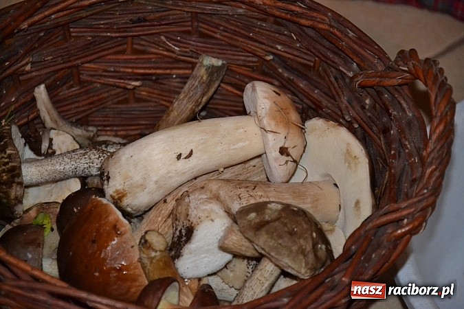 Zdjęcie w galerii na portalu naszraciborz.pl: A grzyby rosną nadal! Raport z lasu cz. III wiadomości z regionu