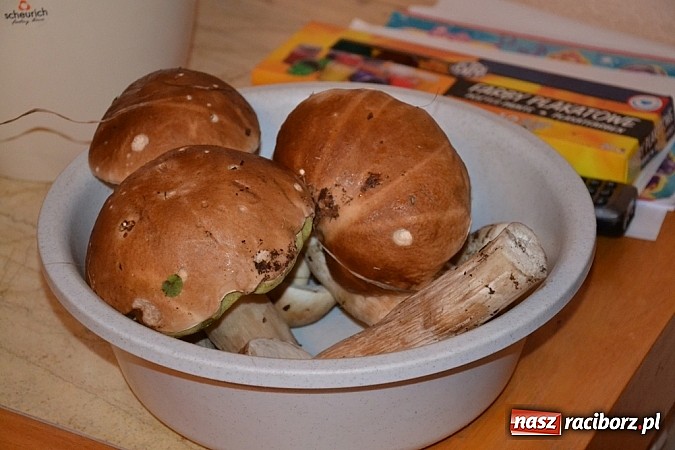 Zdjęcie w galerii na portalu naszraciborz.pl: A grzyby rosną nadal! Raport z lasu cz. III wiadomości z regionu