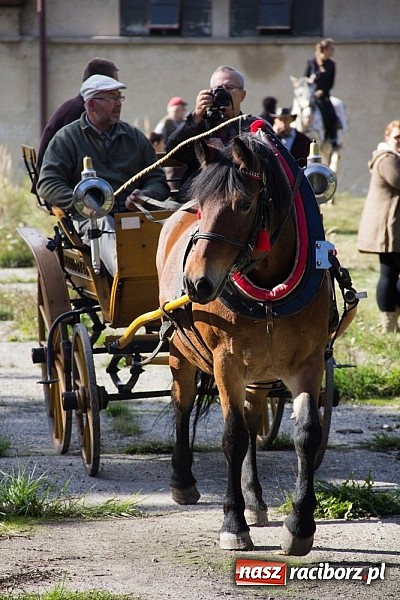 Zdjęcie w galerii na portalu naszraciborz.pl: Hubertus 2013 - w Krowiarkach gonili lisa wiadomości z regionu