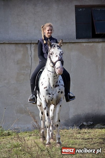 Zdjęcie w galerii na portalu naszraciborz.pl: Hubertus 2013 - w Krowiarkach gonili lisa wiadomości z regionu