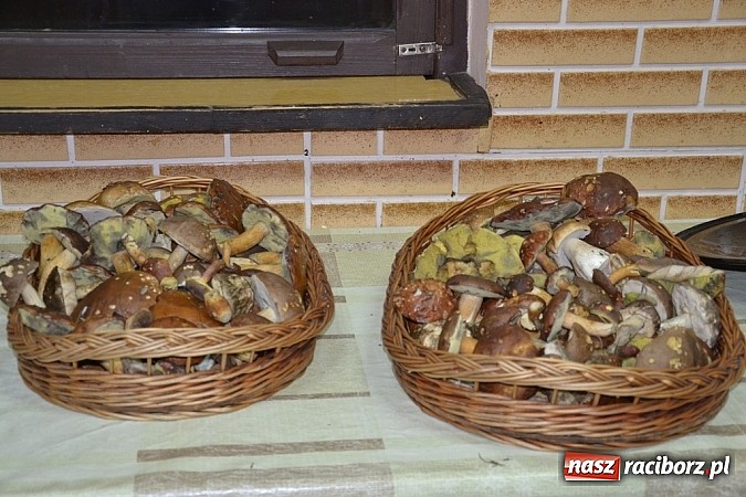 Zdjęcie w galerii na portalu naszraciborz.pl: Stagnacja z perspektywą wysypu! Raport z raciborskich lasów cz. IV wiadomości z regionu