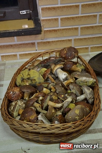 Zdjęcie w galerii na portalu naszraciborz.pl: Stagnacja z perspektywą wysypu! Raport z raciborskich lasów cz. IV wiadomości z regionu