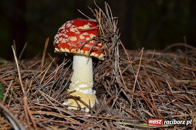 Zdjęcie w galerii na portalu naszraciborz.pl: Stagnacja z perspektywą wysypu! Raport z raciborskich lasów cz. IV wiadomości z regionu