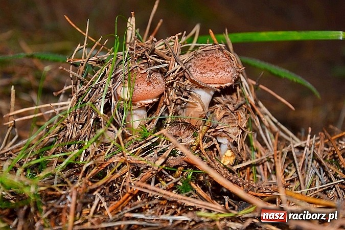 Zdjęcie w galerii na portalu naszraciborz.pl: Stagnacja z perspektywą wysypu! Raport z raciborskich lasów cz. IV wiadomości z regionu