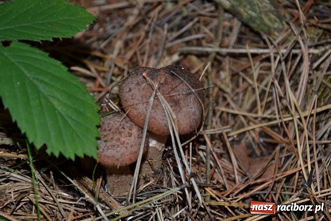 Zdjęcie w galerii na portalu naszraciborz.pl: Stagnacja z perspektywą wysypu! Raport z raciborskich lasów cz. IV wiadomości z regionu