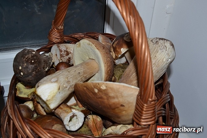 Zdjęcie w galerii na portalu naszraciborz.pl: Stagnacja z perspektywą wysypu! Raport z raciborskich lasów cz. IV wiadomości z regionu