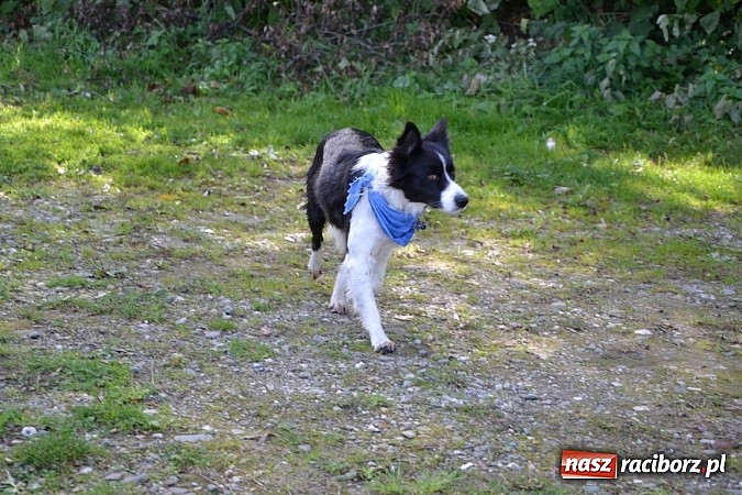 Zdjęcie w galerii na portalu naszraciborz.pl: Międzynarodowy Trójbój Sportowy na pograniczu wiadomości z regionu