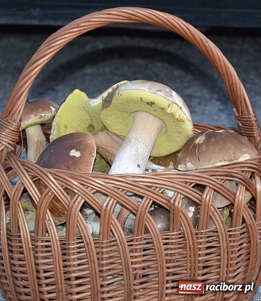 Zdjęcie w galerii na portalu naszraciborz.pl: Sucho wszędzie, pusto wszędzie, co to będzie?! Raport z raciborskich lasów cz. V wiadomości z regionu