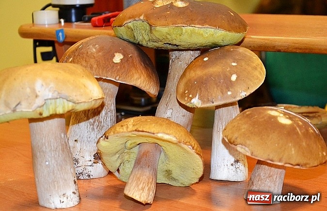 Zdjęcie w galerii na portalu naszraciborz.pl: Sucho wszędzie, pusto wszędzie, co to będzie?! Raport z raciborskich lasów cz. V wiadomości z regionu