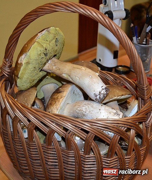 Zdjęcie w galerii na portalu naszraciborz.pl: Sucho wszędzie, pusto wszędzie, co to będzie?! Raport z raciborskich lasów cz. V wiadomości z regionu