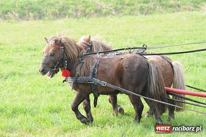 Zdjęcie w galerii na portalu naszraciborz.pl: Na Ostrogu odbył się dziś Hubertus. Lisa złapał Rafał Wochnik wiadomości z regionu