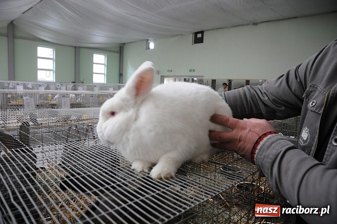 Zdjęcie w galerii na portalu naszraciborz.pl: Drobny inwentarz i ptactwo na wystawie w Pietrowicach Wielkich wiadomości z regionu