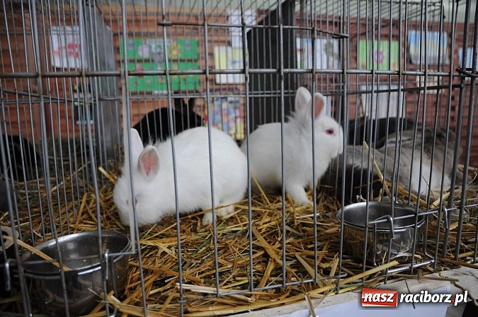Zdjęcie w galerii na portalu naszraciborz.pl: Drobny inwentarz i ptactwo na wystawie w Pietrowicach Wielkich wiadomości z regionu