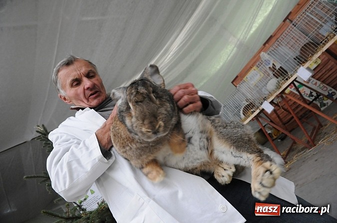 Zdjęcie w galerii na portalu naszraciborz.pl: Drobny inwentarz i ptactwo na wystawie w Pietrowicach Wielkich wiadomości z regionu