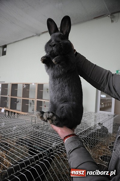 Zdjęcie w galerii na portalu naszraciborz.pl: Drobny inwentarz i ptactwo na wystawie w Pietrowicach Wielkich wiadomości z regionu