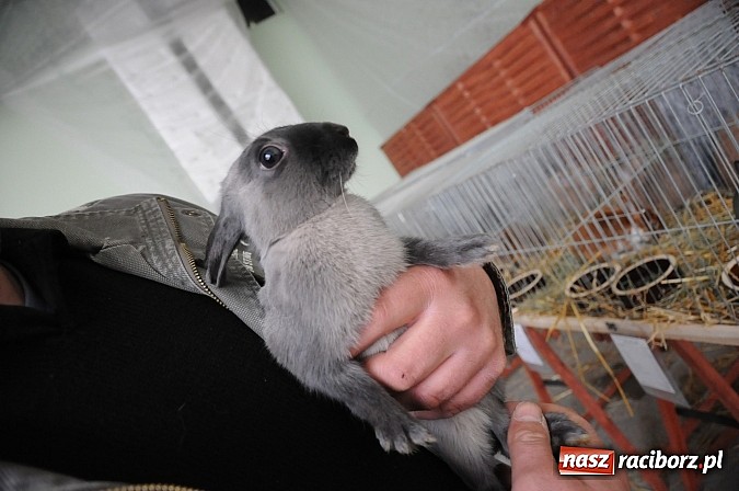 Zdjęcie w galerii na portalu naszraciborz.pl: Drobny inwentarz i ptactwo na wystawie w Pietrowicach Wielkich wiadomości z regionu