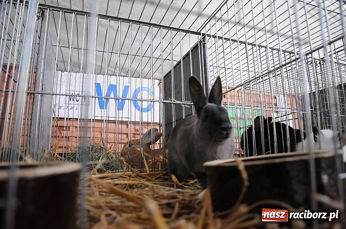 Zdjęcie w galerii na portalu naszraciborz.pl: Drobny inwentarz i ptactwo na wystawie w Pietrowicach Wielkich wiadomości z regionu