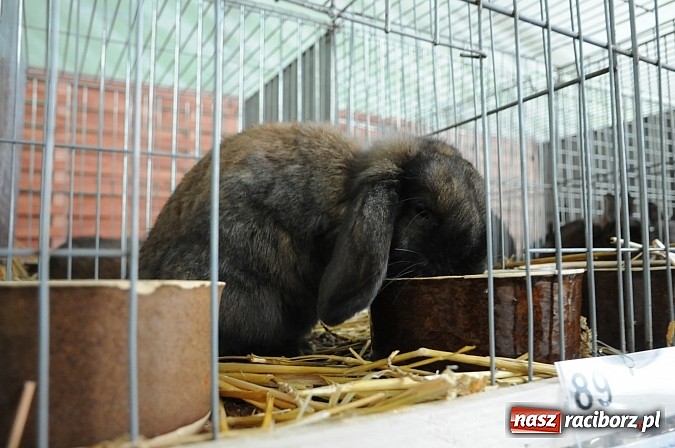 Zdjęcie w galerii na portalu naszraciborz.pl: Drobny inwentarz i ptactwo na wystawie w Pietrowicach Wielkich wiadomości z regionu