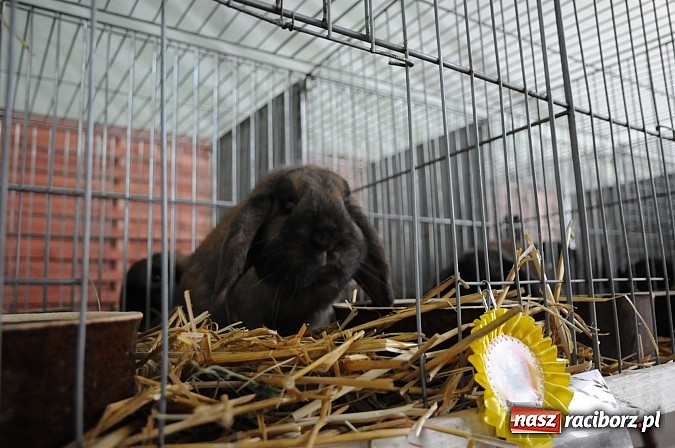 Zdjęcie w galerii na portalu naszraciborz.pl: Drobny inwentarz i ptactwo na wystawie w Pietrowicach Wielkich wiadomości z regionu