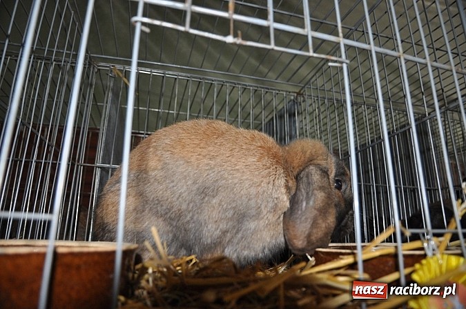 Zdjęcie w galerii na portalu naszraciborz.pl: Drobny inwentarz i ptactwo na wystawie w Pietrowicach Wielkich wiadomości z regionu
