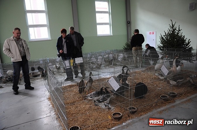 Zdjęcie w galerii na portalu naszraciborz.pl: Drobny inwentarz i ptactwo na wystawie w Pietrowicach Wielkich wiadomości z regionu