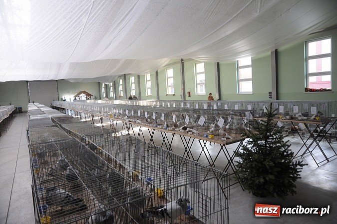 Zdjęcie w galerii na portalu naszraciborz.pl: Drobny inwentarz i ptactwo na wystawie w Pietrowicach Wielkich wiadomości z regionu