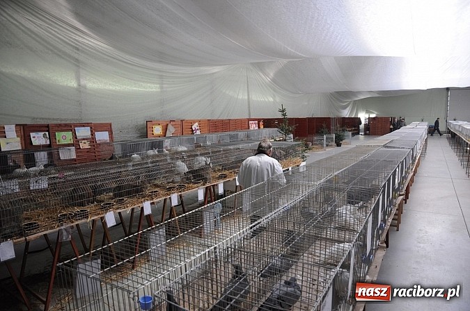 Zdjęcie w galerii na portalu naszraciborz.pl: Drobny inwentarz i ptactwo na wystawie w Pietrowicach Wielkich wiadomości z regionu