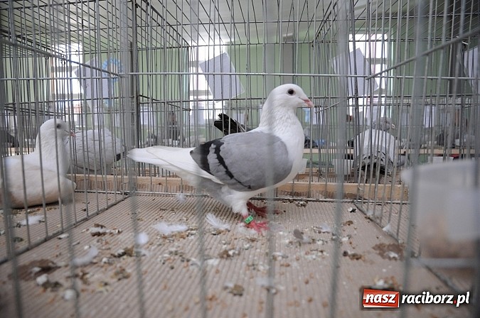 Zdjęcie w galerii na portalu naszraciborz.pl: Drobny inwentarz i ptactwo na wystawie w Pietrowicach Wielkich wiadomości z regionu