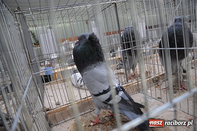 Zdjęcie w galerii na portalu naszraciborz.pl: Drobny inwentarz i ptactwo na wystawie w Pietrowicach Wielkich wiadomości z regionu