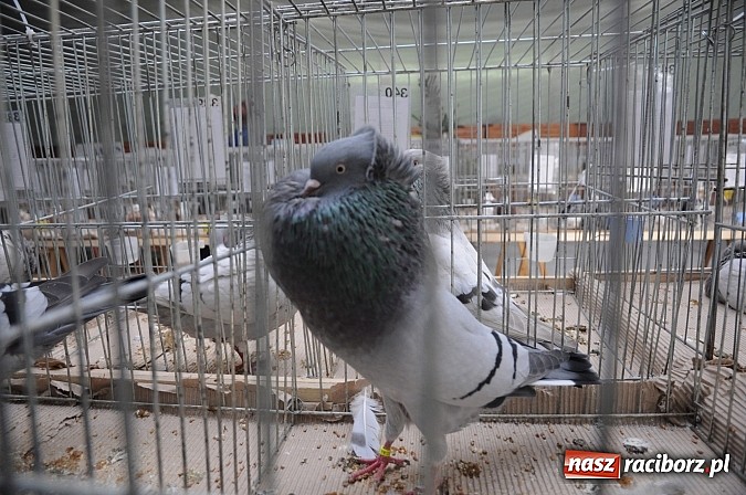 Zdjęcie w galerii na portalu naszraciborz.pl: Drobny inwentarz i ptactwo na wystawie w Pietrowicach Wielkich wiadomości z regionu