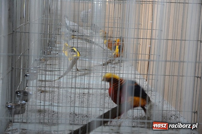 Zdjęcie w galerii na portalu naszraciborz.pl: Drobny inwentarz i ptactwo na wystawie w Pietrowicach Wielkich wiadomości z regionu