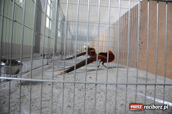 Zdjęcie w galerii na portalu naszraciborz.pl: Drobny inwentarz i ptactwo na wystawie w Pietrowicach Wielkich wiadomości z regionu