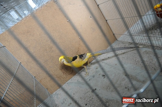 Zdjęcie w galerii na portalu naszraciborz.pl: Drobny inwentarz i ptactwo na wystawie w Pietrowicach Wielkich wiadomości z regionu