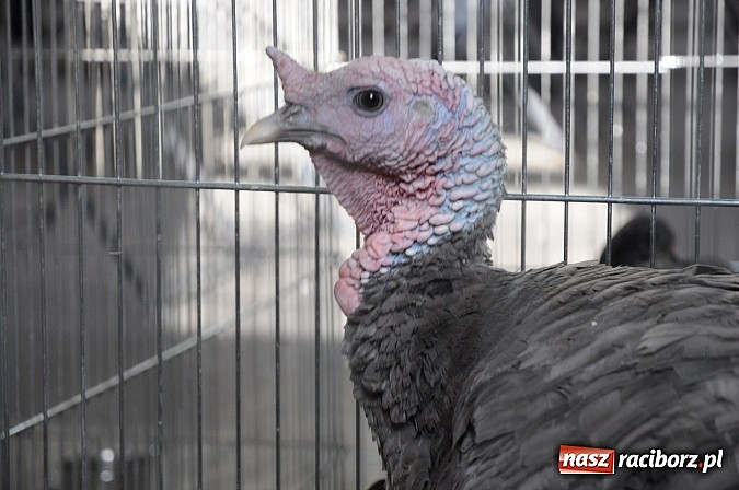 Zdjęcie w galerii na portalu naszraciborz.pl: Drobny inwentarz i ptactwo na wystawie w Pietrowicach Wielkich wiadomości z regionu