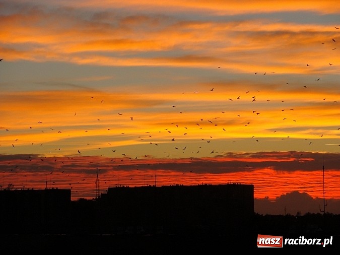 Zdjęcie w galerii na portalu naszraciborz.pl: Magiczna raciborska jesień wiadomości z regionu