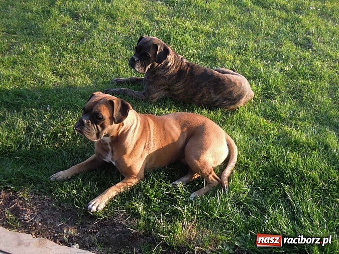 Zdjęcie w galerii na portalu naszraciborz.pl: Szukamy właścicieli tych psów wiadomości z regionu