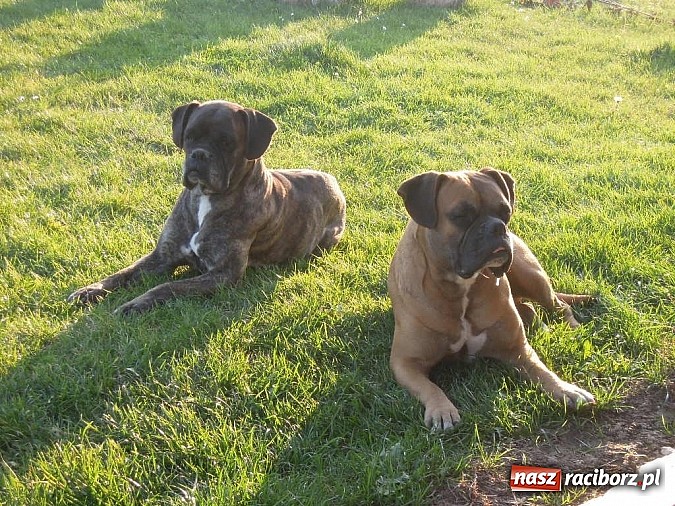 Zdjęcie w galerii na portalu naszraciborz.pl: Szukamy właścicieli tych psów wiadomości z regionu