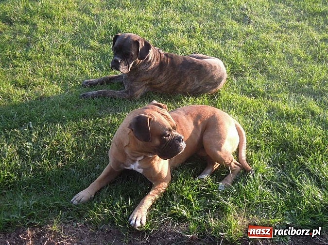 Zdjęcie w galerii na portalu naszraciborz.pl: Szukamy właścicieli tych psów wiadomości z regionu