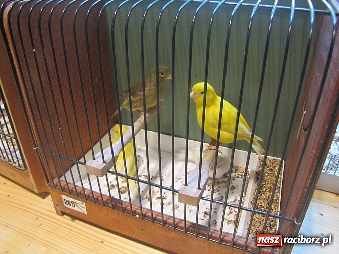 Zdjęcie w galerii na portalu naszraciborz.pl: Pierzaste piękności do niedzieli w RCK-u wiadomości z regionu