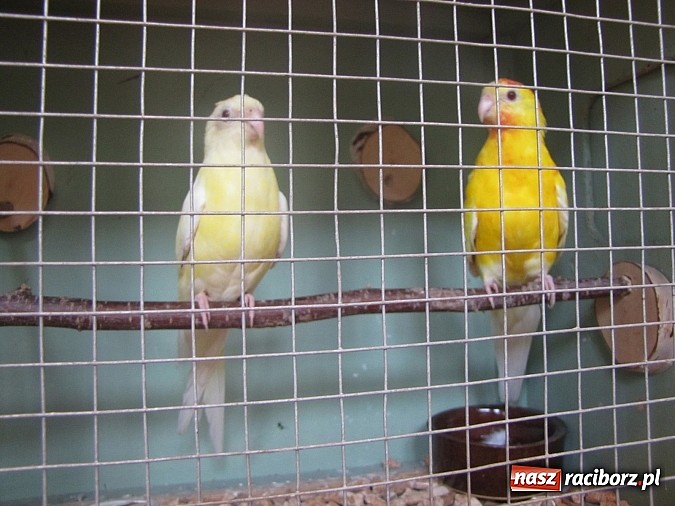 Zdjęcie w galerii na portalu naszraciborz.pl: Pierzaste piękności do niedzieli w RCK-u wiadomości z regionu