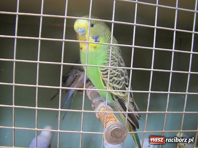 Zdjęcie w galerii na portalu naszraciborz.pl: Pierzaste piękności do niedzieli w RCK-u wiadomości z regionu